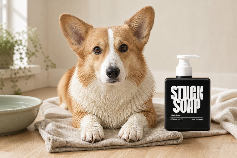 Frito Feet: Why Your Dog's Paws Smell Like Corn Chips