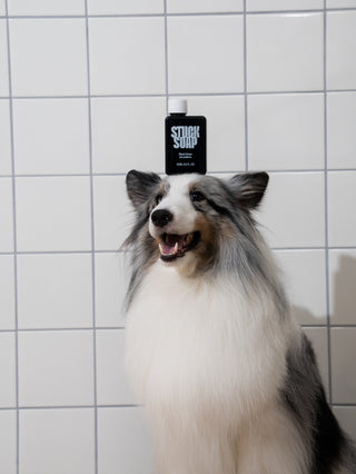 Shetland sheepdog sitting in a white tiled shower with a Silent Grove 120 ml bottle balanced on its head