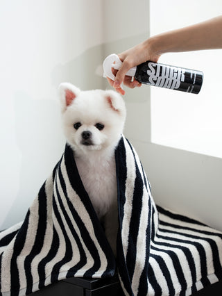 White Pomeranian wrapped in a striped towel while a hand holds a black Silent Grove spray bottle above