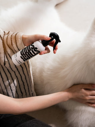 Person spraying a white Blush Garden leave-in conditioning spray onto a white long haired dog