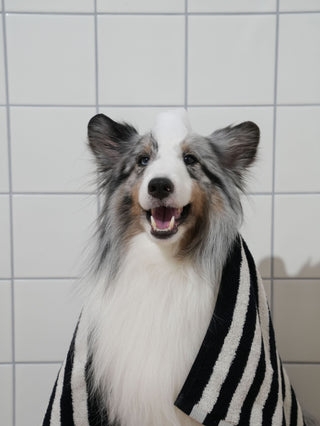 Shetland sheepdog with a dab of shampoo foam on its head, wrapped in a striped towel in a tiled bathroom
