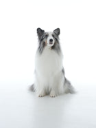 Silent Grove Dog Shampoo - 1000 ml