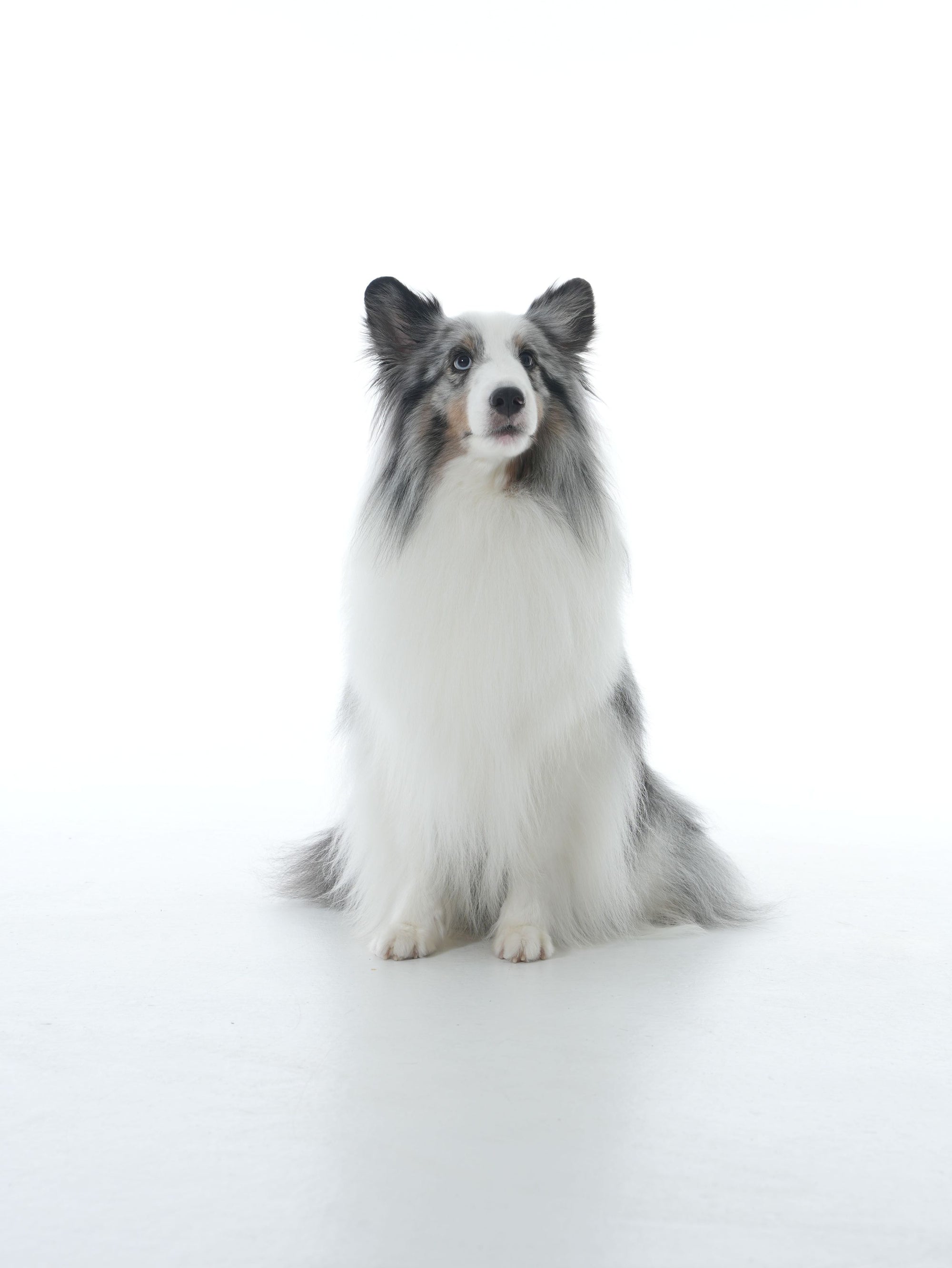 Silent Grove Dog Shampoo - 1000 ml