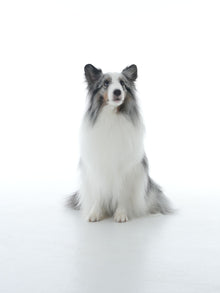 Silent Grove Dog Shampoo - 1000 ml