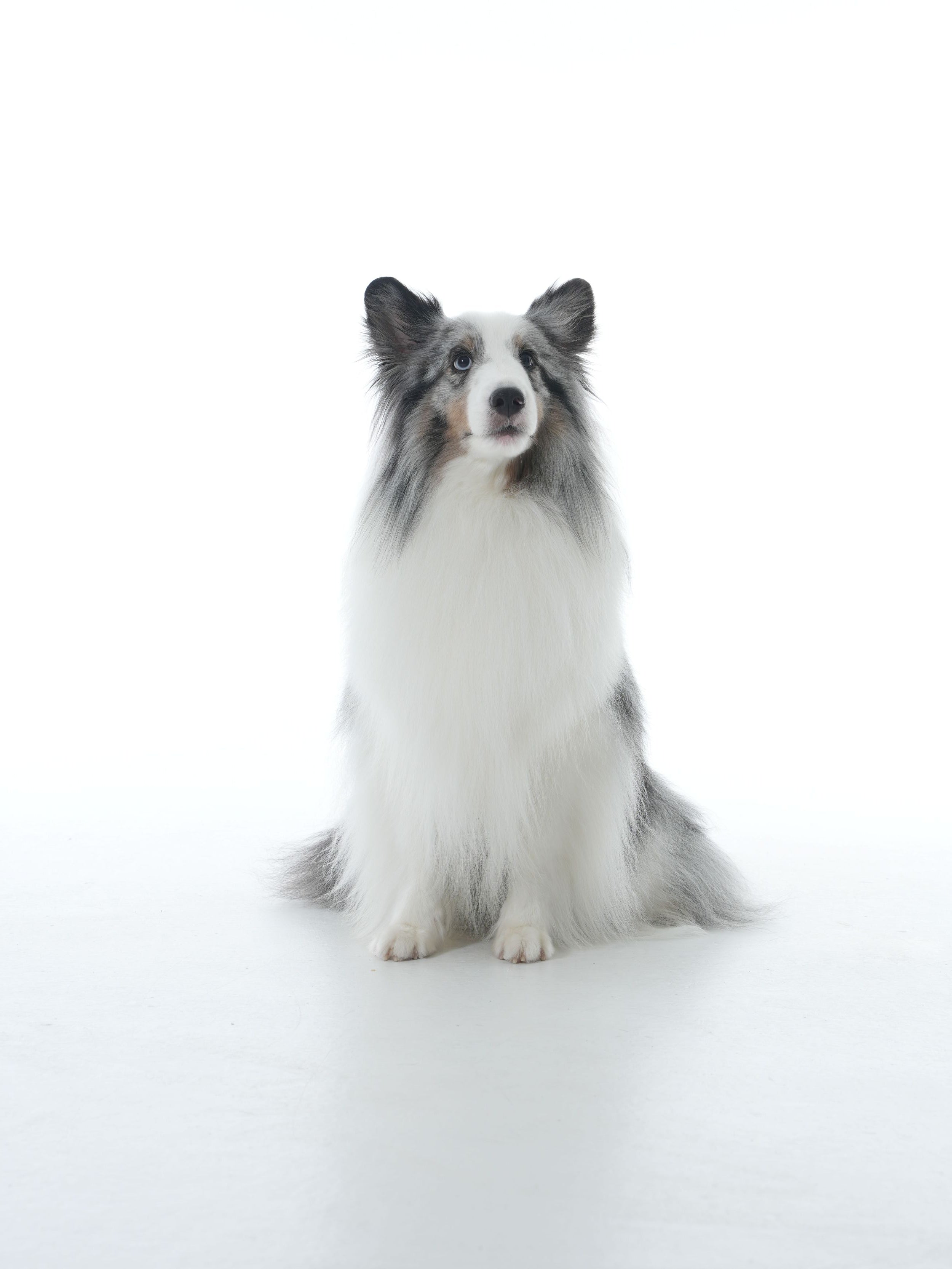 Silent Grove Dog Shampoo - 1000 ml