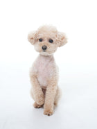 Silent Grove Dog Shampoo - 1000 ml