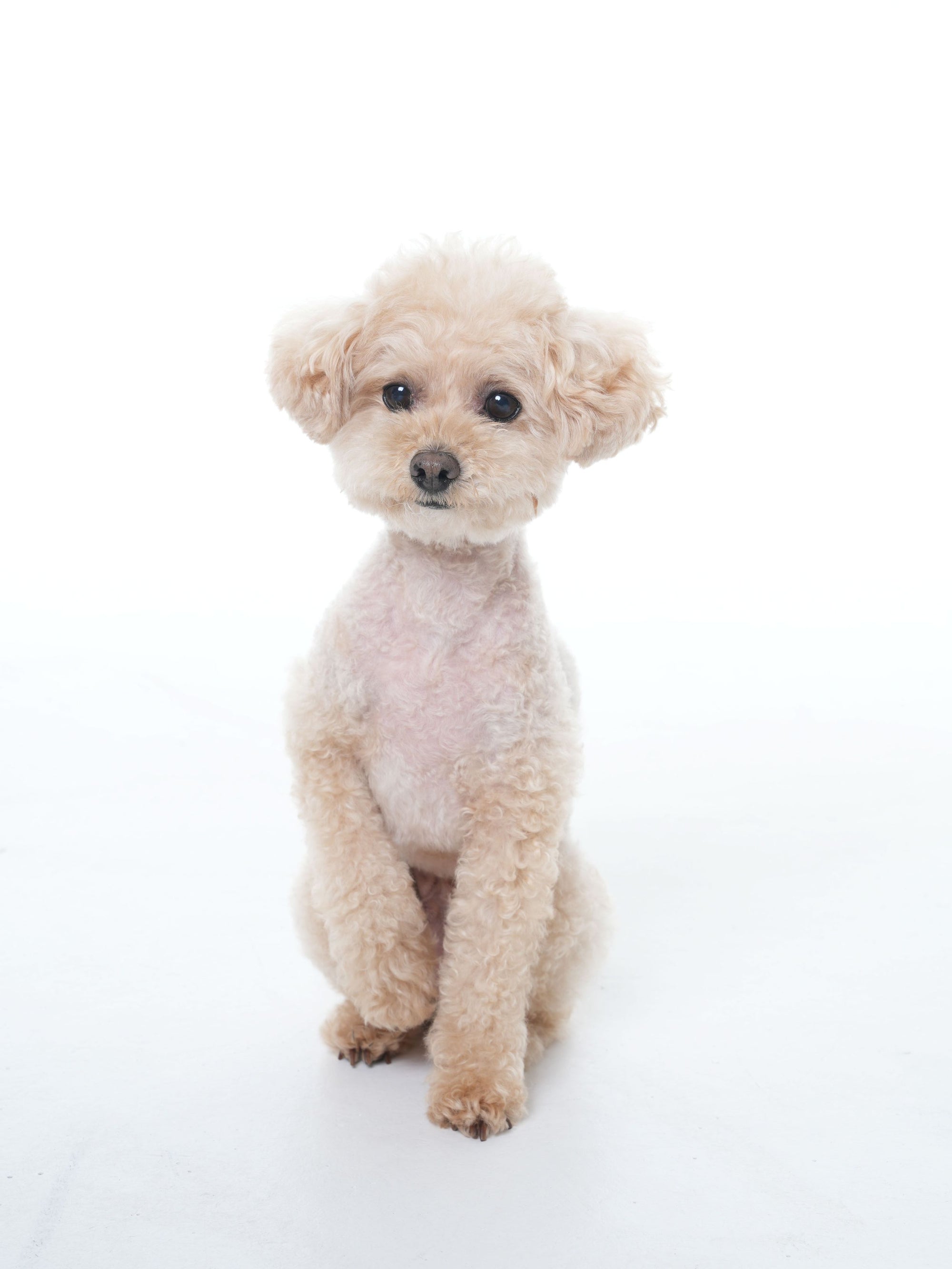 Silent Grove Dog Shampoo - 1000 ml