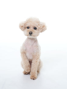 Silent Grove Dog Shampoo - 1000 ml